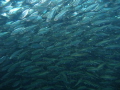   Sardines wall  